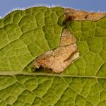 Digitivalva granitella op Inula conyzae - Furfooz ~ Parc naturelle de Furfooz (Namen) 04-05-2019 ©Steve Wullaert