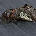 Diloba caeruleocephala - Beauraing ~ Grand Quarti (Namen) 15-09-2018 ©Philippe Vanmeerbeeck