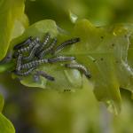 Orthosia miniosa - Furfooz ~ Parc naturelle de Furfooz (Namen) 04-05-2019 ©Steve Wullaert
