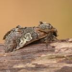 Diloba caeruleocephala - Marche-en-Famenne ~ Propriété privé (Namen) - 20-09-2020 ©Steve Wullaert