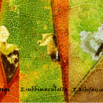 Drieluik heringi - subbimaculella - albifasciella