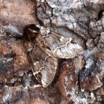 Drymonia obliterata - Krewinkel ~ Schartenknopf (Luik) 20-07-2021 ©Steve Wullaert