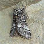 Drymonia ruficornis (maantandvlinder) - Beauraing ~ Grand Quarti (Namen) 01-05-2021 ©Damien Gailly