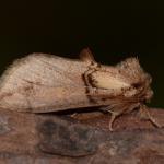 Drymonia velitaris - Veerle ~ Averbode Bos & Heide (Antwerpen) 14-07-2019 ©Steve Wullaert