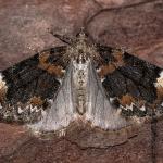 Dysstroma citrata - Rocherath ~ Vallée de la Holzwarche (Luik) 08-08-2019 ©Damien Gailly