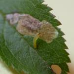 Ectoedemia spinosella - Sleedoornblaasmijnmot