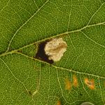 Ectoedemia albifasciella - Neerpelt ~ Het Hageven (Limburg) - 05-09-2020 ©Steve Wullaert