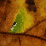 Ectoedemia albifasciella - Neerpelt ~ Het Hageven (Limburg) 13-10-2018 ©Steve Wullaert