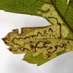 Ectoedemia atricollis - Koksijde ~ Doornpanne (West-Vlaanderen) 05-10-2019 ©Steve Wullaert