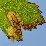 Ectoedemia atricollis - Vance ~ Marais de Vance (Luxemburg) - 29-08-2020 ©Steve Wullaert