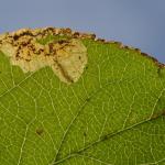 Ectoedemia atricollis op Malus spec. - Beauraing ~ Grand Quarti (Namen) 15-09-2018 ©Steve Wullaert
