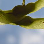 Ectoedemia louisella - Moeskroen ~ Réserve de la Fontaine bleue - 1000-soortendag (Henegouwen) 28-07-2018 ©Steve Wullaert
