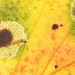 Ectoedemia occultella - Diepenbeek ~ De Maten (Limburg) 17-10-2020 ©Steve Wullaert