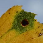 Ectoedemia occultella - Neerpelt ~ Het Hageven (Limburg) - 05-09-2020 ©Steve Wullaert