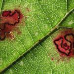 Ectoedemia rubivora - Beauraing ~ Grand Quarti (Namen) 15-09-2018 ©Philippe Vanmeerbeeck