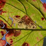 Ectoedemia rubivora - Beauraing ~ Grand Quarti (Namen) 15-09-2018 ©Steve Wullaert