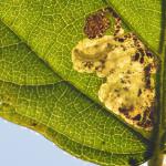 Ectoedemia rubivora - Zichem ~ De Demerbroeken (Vlaams-Brabant) 20-10-2018 ©Steve Wullaert