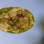 Ectoedemia septembrella - Neerpelt ~ Het Hageven (Limburg) - 05-09-2020 ©Steve Wullaert