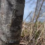 Ectoedemia atrifrontella / longicaudella op Quercus robur (zomereik) - Furfooz ~ Parc Naturelle de Furfooz (Namen) 07-04-2018 ©Steve Wullaert