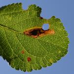 Ectoedemia spinosella - Beauraing ~ Grand Quarti (Namen) 15-09-2018 ©Steve Wullaert