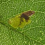 Ectoedemia spinosella - Sleedoornblaasmijnmot