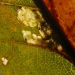 Ectoedemia subbimaculella - Gespleten eikenblaasmijnmot 