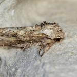 Egira conspicillaris (brildrager) - Beauraing ~ Grand Quarti (Namen) 01-05-2021 ©Damien Gailly