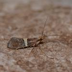 Eidophasia messingiella - Arlon ~ Domaine Privé (Luxemburg)  (17-06-2017) ©Steve Wullaert