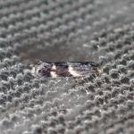 Elachista freyerella - Kleine grasmineermot