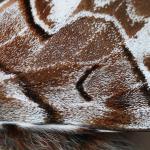 Endromis versicolora - Neerpelt ~ Het Hageven (Limburg) 30-03-2019 ©Philippe Vanmeerbeeck