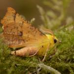 Ennomos alniaria - Vance ~ Marais de Vance (Luxemburg) - 29-08-2020 ©Steve Wullaert