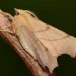 Ennomos erosaria - Veerle ~ Averbode Bos & Heide (Antwerpen) 14-07-2019 ©Steve Wullaert