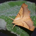 Ennomos fuscantaria - Moeskroen ~ Argilière du Sterreberg - 1000-soortendag (Henegouwen) 28-07-2018 ©Thibaud Vanaudenard