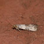 Enolmis acanthella - Arlon ~ Domaine Privé (Luxemburg)  (17-06-2017) ©Steve Wullaert