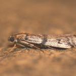Ephestia welseriella - Furfooz ~ Parc naturelle de Furfooz (Namen) - 27-06-2020 ©Steve Wullaert