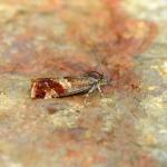 Epinotia cruciana - Krewinkel ~ Schartenknopf (Luik) 20-07-2021 ©Steve Wullaert