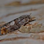 Epinotia rubiginosana - Waterschei ~ Mijnterril - Klaverberg (Genk - As) Pro. Limburg 13-05-2017 ©Steve Wullaert