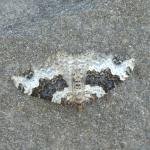 Epirrhoe galiata -  Aywaille ~ Carrière de la Falize (Luik) 12-09-2020 ©Steve Wullaert