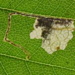 Eriocrania sparrmannella - Late purpermot