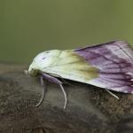 Eublemma purpurina - Arlon ~ Domaine Privé (LX) 11-06-2023 ©Damien Gailly