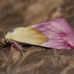 Eublemma purpurina - Trooz ~ La Rochette (Namen)  22-09-2018 ©Steve Wullaert