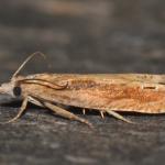 Eucosma obumbratana - Moeskroen ~ Argilière du Sterreberg - 1000-soortendag (Henegouwen) 28-07-2018 ©Steve Wullaert