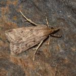 Eudonia pallida - Neerpelt ~ Het Hageven (Limburg) 13-10-2018 ©Steve Wullaert