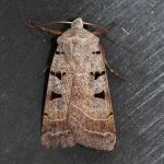 Eugnorisma glareosa - Beauraing ~ Grand Quarti (Namen) 15-09-2018 ©Philippe Vanmeerbeeck