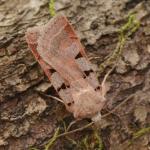 Eugnorisma glareosa - Marche-en-Famenne ~ Propriété privé (Namen) - 20-09-2020 ©Steve Wullaert