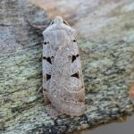 Eugnorisma glareosa - Neerpelt ~ Het Hageven (Limburg) - 05-09-2020 ©Steve Wullaert