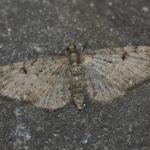 Eupithecia virgaureata - Beauraing ~ Grand Quarti (Namen) 23-05-2021 ©Steve Wullaert