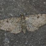 Eupithecia virgaureata - Beauraing ~ Grand Quarti (Namen) 23-05-2021 ©Steve Wullaert