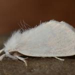 Euproctis similis - Neerpelt ~ Het Hageven (Limburg) 13-10-2018 ©Steve Wullaert