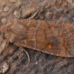 Eupsilia transversa - Visé ~ Montagne Sainte-Pierre (Luik) 25-09-2021 ©Steve Wullaert